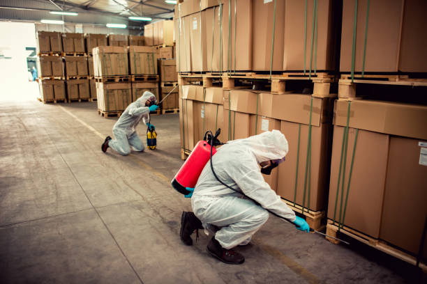 Best Local Pest Control Services  in Big Bear City, CA