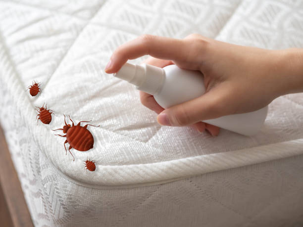 Best Flea Control Services  in Big Bear City, CA